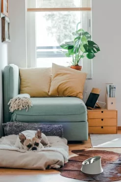 Alessi Wowl Hondenvoerbak 0,5L Grijs -Meubel Speciaal Winkel x886x886 alessi wowl hondenvoerbak 0 5l2.jpg.pagespeed.ic .x3UruN3XMX