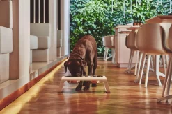 MiaCara Desco Hondenvoerbak Medium Aluminium Zwart -Meubel Speciaal Winkel x886x886 miacara desco hondenvoerbak medium29.jpg.pagespeed.ic .qqG YeMHRM 1