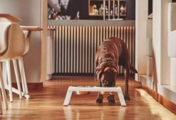 MiaCara Desco Hondenvoerbak Medium Essen Naturel -Meubel Speciaal Winkel x886x886 miacara desco hondenvoerbak medium33.jpg.pagespeed.ic .TDHbqON8WS 3