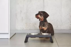 MiaCara Desco Hondenvoerbak Small Essen Zwart -Meubel Speciaal Winkel x886x886 miacara desco hondenvoerbak medium34.jpg.pagespeed.ic .1Ds QXa7yc 2