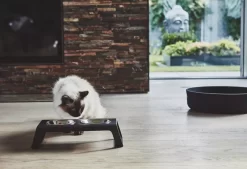 MiaCara Desco Kattenvoerbak Aluminium Grijs -Meubel Speciaal Winkel x886x886 miacara desco kattenvoerbak21.jpg.pagespeed.ic .DSoaFtmrmE