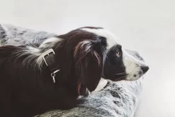 MiaCara Felpa Hondenkussen L -Meubel Speciaal Winkel x886x886 miacara felpa hondenkussen m1.jpg.pagespeed.ic .3uPzHYJosc