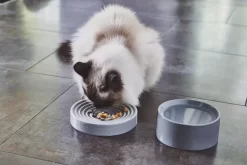 MiaCara Fresco Kattenvoerbak Ø14 Concrete -Meubel Speciaal Winkel x886x886 miacara fresco kattenvoerbak11.jpg.pagespeed.ic .bKzc2GDKN 1 2