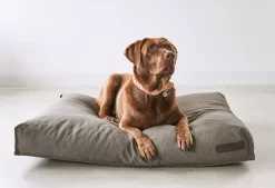 MiaCara Mare Hondenkussen Large Kelp -Meubel Speciaal Winkel x886x886 miacara mare hondenkussen large5.jpg.pagespeed.ic .oLIIJ gxo 1