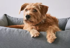 MiaCara Mare Hondenmand Large Kelp -Meubel Speciaal Winkel x886x886 miacara mare hondenmand small3.jpg.pagespeed.ic .WhmckH0NGt 2