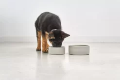 MiaCara Scodella Hondenvoerbak Small Graphite 13 MiaCara Scodella Hondenvoerbak Small Graphite -Meubel Speciaal Winkel x886x886 miacara scodella hondenvoerbak large2.jpg.pagespeed.ic .EPohjv346t 1