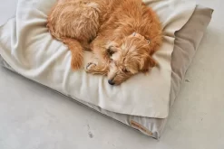 MiaCara Velluto Hondenkussen Large Nude -Meubel Speciaal Winkel x886x886 miacara velluto hondenkussen large1.jpg.pagespeed.ic .grdU4YVL2l 2