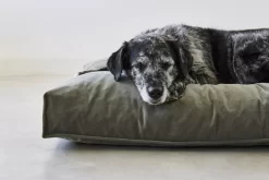 MiaCara Velluto Hondenkussen Large Sage -Meubel Speciaal Winkel x886x886 miacara velluto hondenkussen large4.jpg.pagespeed.ic .eNEPec7q3Q