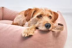 MiaCara Velluto Hondenmand Large Greige -Meubel Speciaal Winkel x886x886 miacara velluto hondenmand large11.jpg.pagespeed.ic .0QPHqCgLpa 3