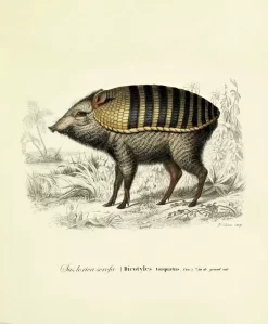 Moooi Carpets Armoured Boar Vloerkleed 200x300 -Meubel Speciaal Winkel x886x886 moooi carpets armoured boar vloerkleed 200x3002.jpg.pagespeed.ic .nCzj8e faF